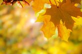 Herbstblatt